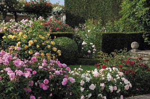 Английские розы в ландшафтном дизайне