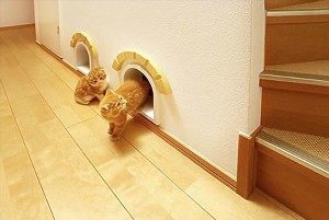 Защита стен от кошек