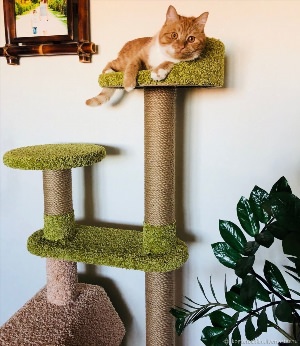 Кошкин дом комплексы для кошек
