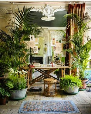 Дизайн комнатные растения