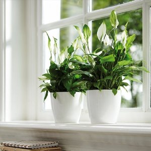 Комнатные растения на окне