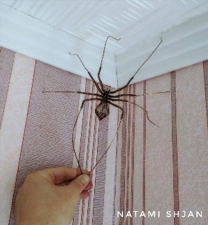 Большой паук на стене