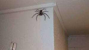 Огромный паук в доме