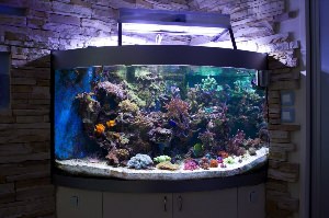 Панорамный аквариум в интерьере