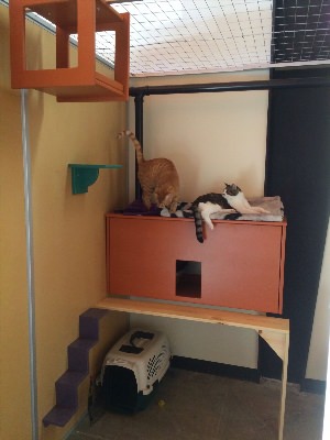 Комната оборудованная для кошек