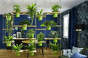 Растения в интерьере жилого дома