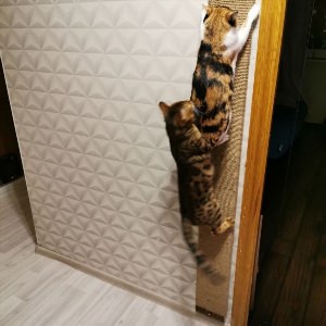 Когтеточка для кошек на угол стены
