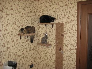 Ковролин на стену для кошки