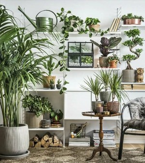Комнатные растения в интерьере жилого дома