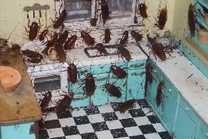 Маленькие черные тараканы на кухне