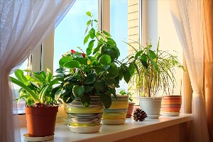 Растения на подоконнике