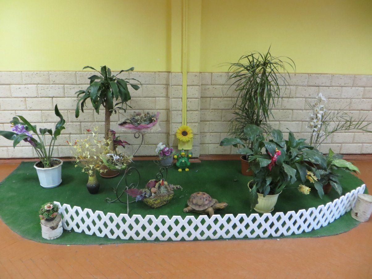 Зеленый уголок в детском саду