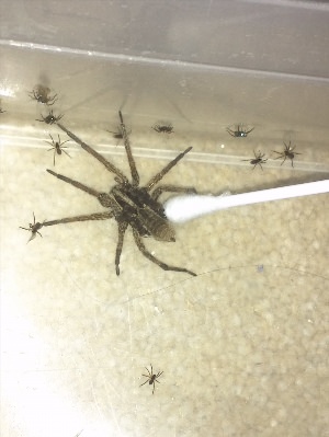 Большой паук в комнате