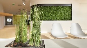 Декоративная трава для интерьера квартиры
