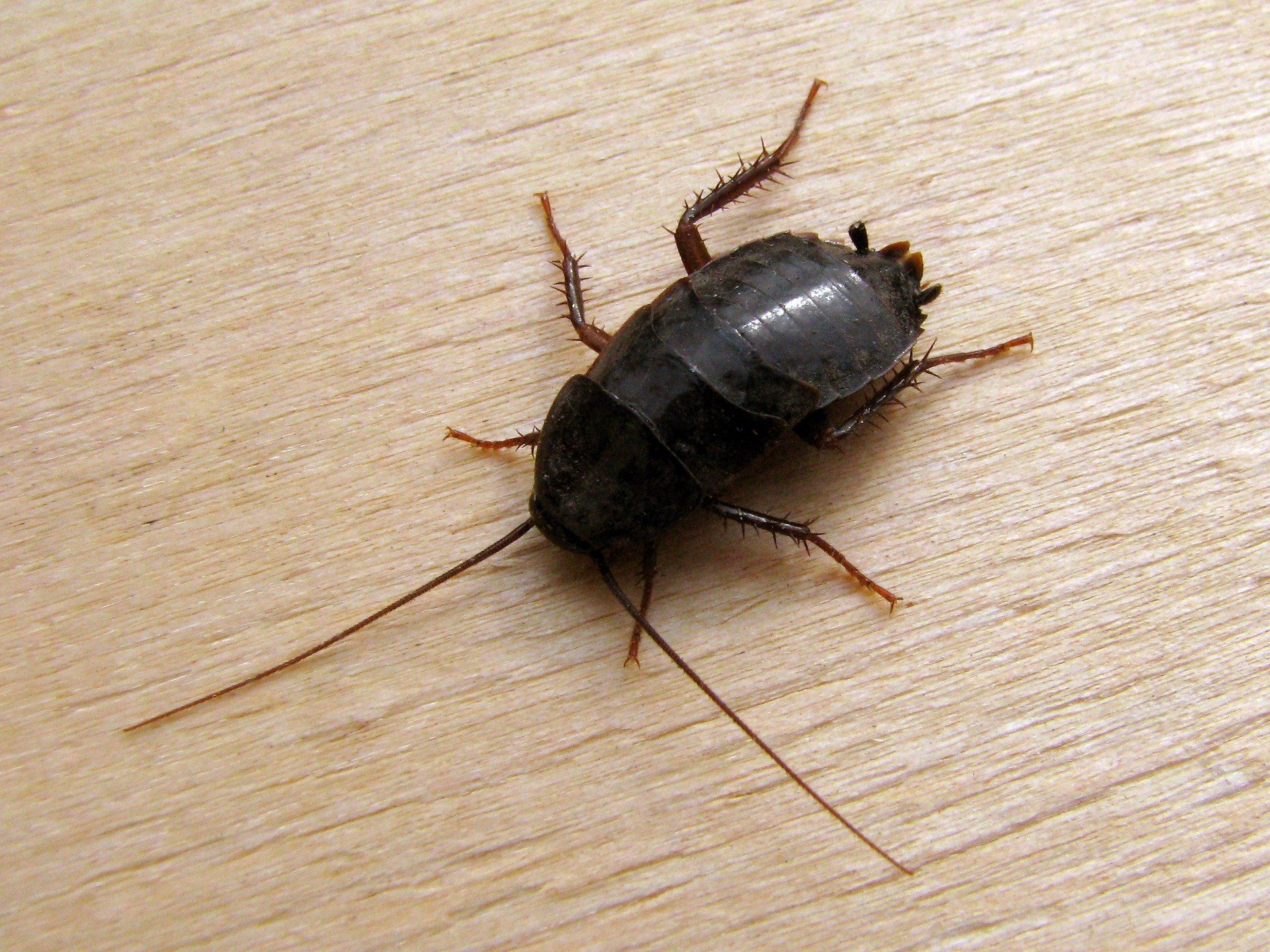 Черный жук похожий на таракана. Черный Восточный таракан (Blatta orientalis). Таракан черный домашний. Черные канализационные тараканы. Чёрный таракан в квартире.
