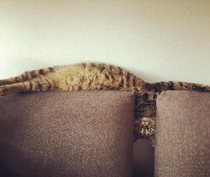 Котик на диване