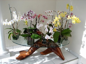 Орхидеи в интерьере кухни
