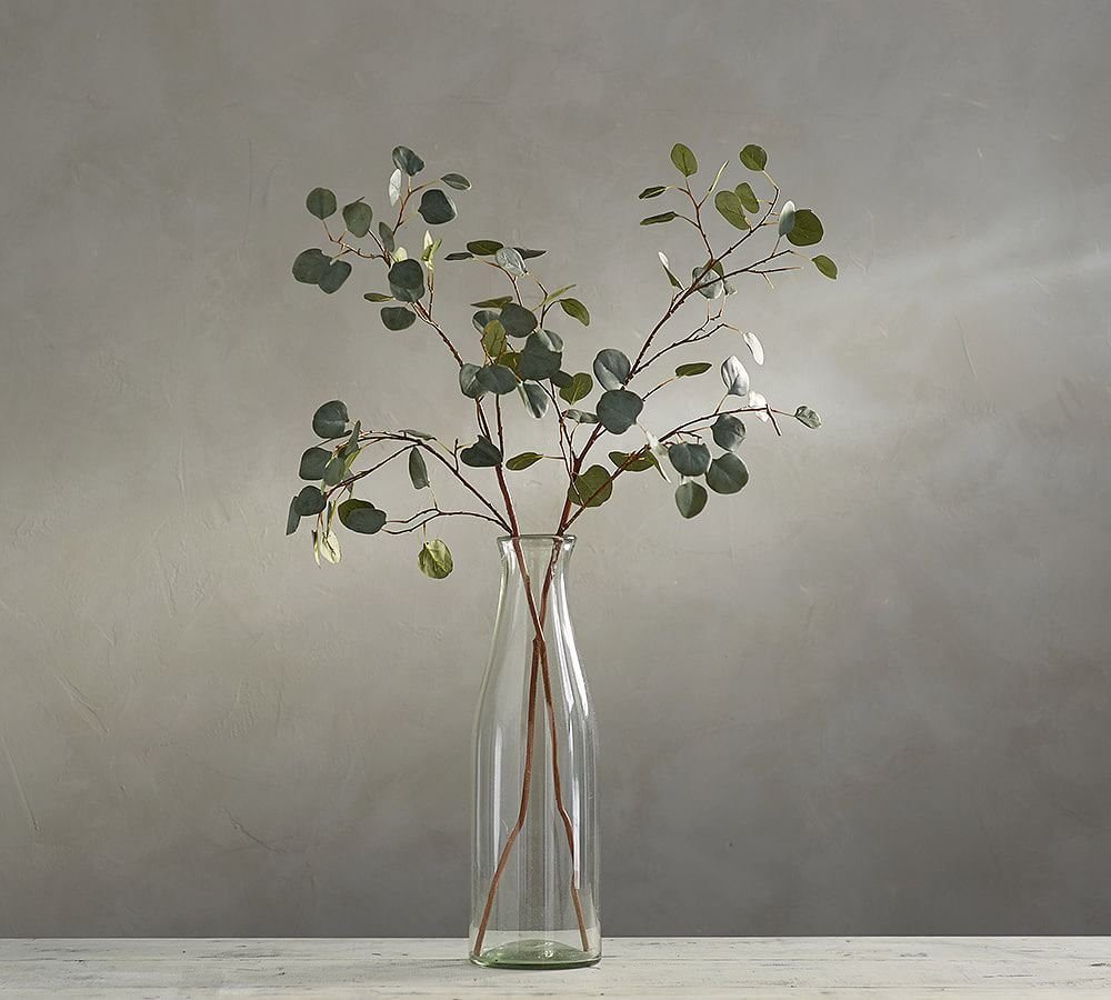 Silver Dollar Eucalyptus